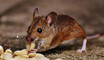 integrated-pest-management-ipm Experts in Trucksville